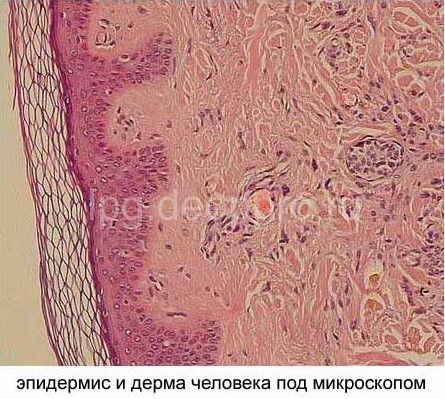 Кожа человека микроскопия